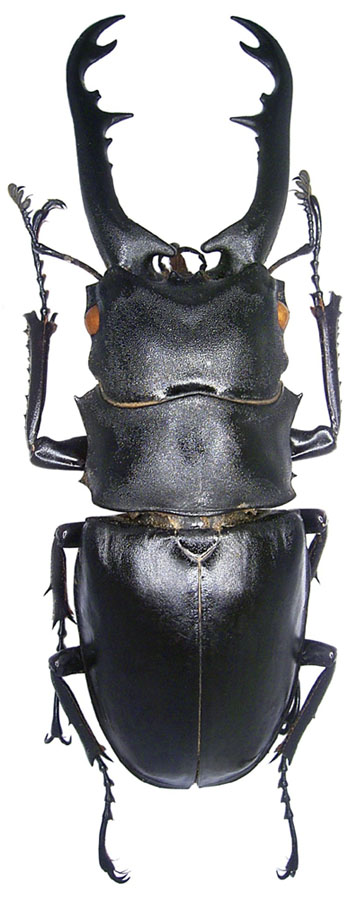 Prosopocoilus_giraffa