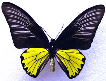Tmagellanusm