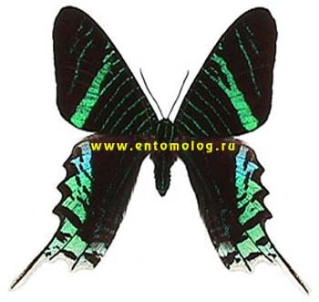 U.leulus