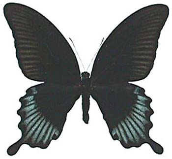 ascalaphus