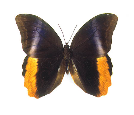 caligo