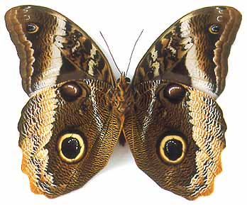 caligo