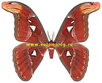 attacus