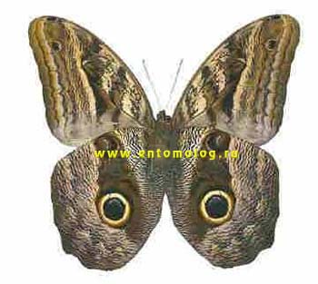 caligo