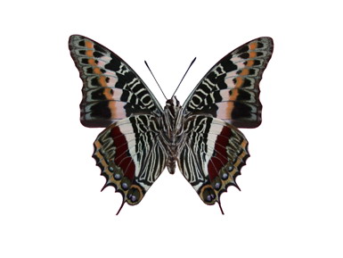 castor_v