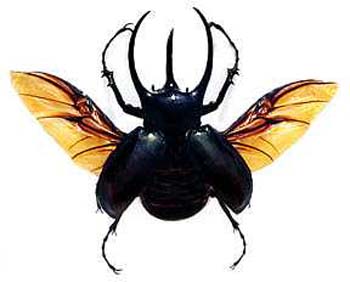 chalcosoma