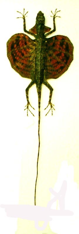 cicak