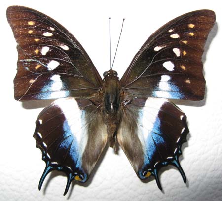 cognatus