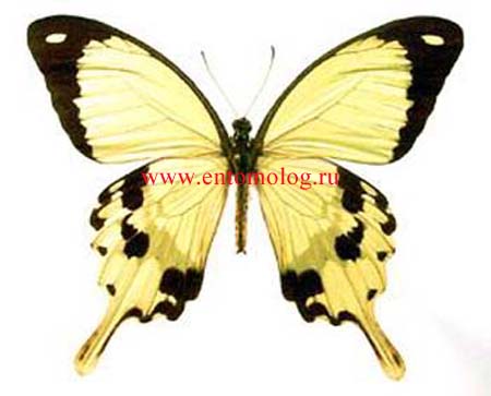 P.dardanus