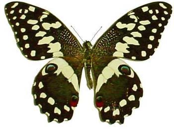 demodocus