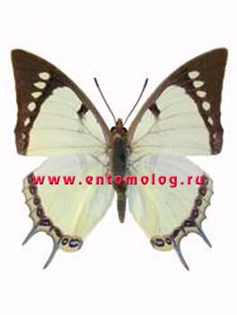 dolon