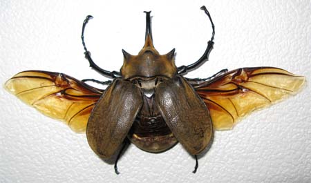 elephas