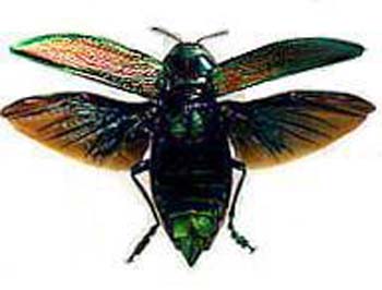 gigantea