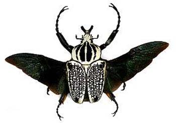 goliathus