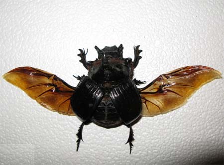 hdominus