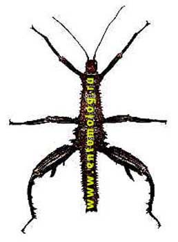 horrida