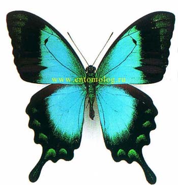 lorquinianus