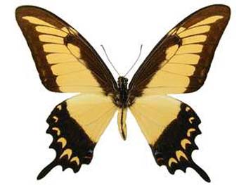 lycophron