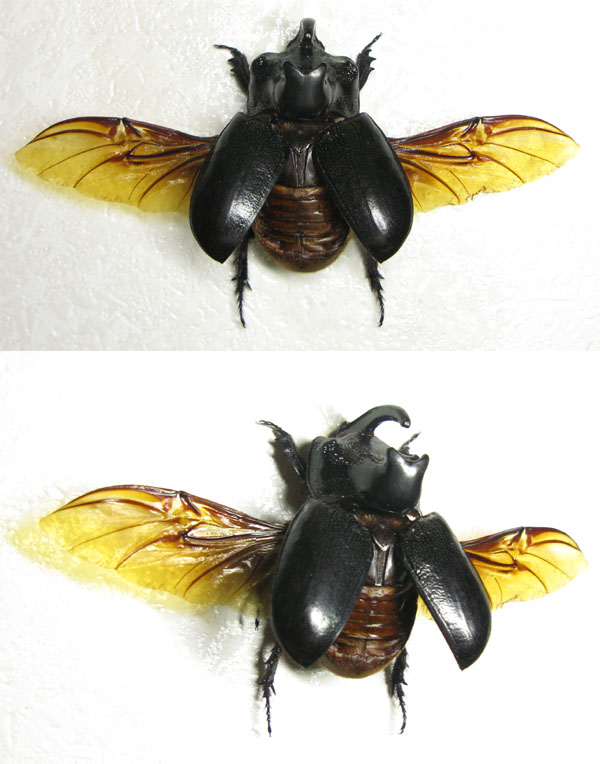 martabani