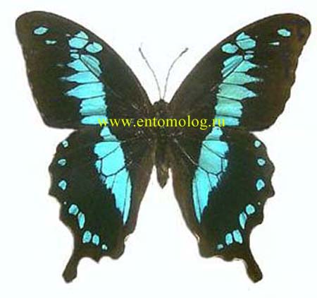 oribasus