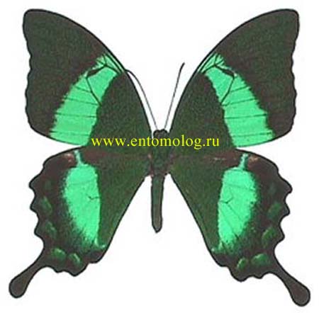 palinurus
