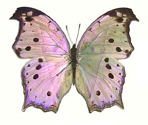 parhassus