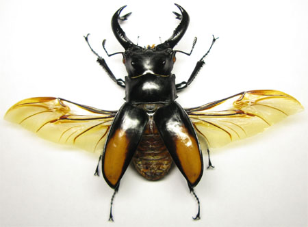 parryi