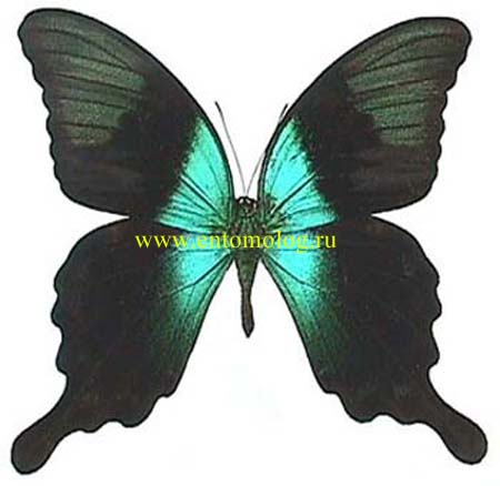 peranthus