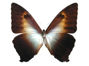 phanodemus