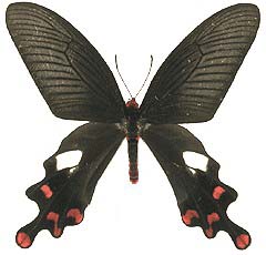 polyeuctes