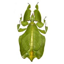 pulchrifolium
