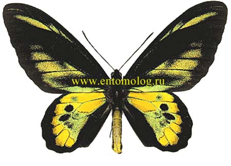 ornrothsildim