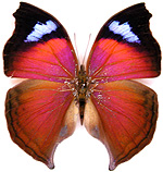 salamis_anteva