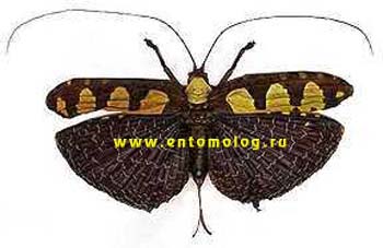 sania