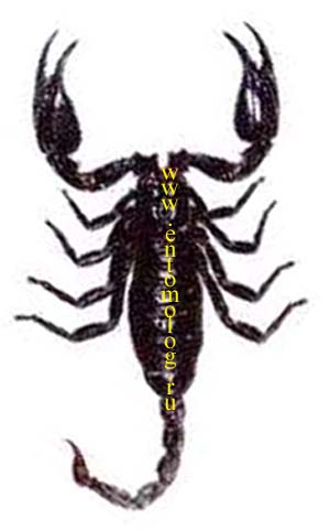 palamneus