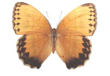 stichopthalmahowqua