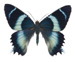 agathyrsus