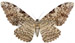 agrippina