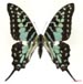 antheus