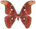 attacus