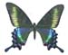 bianor