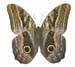 caligo