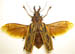 cervicornis