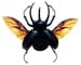 chalcosoma