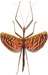 dtamyris