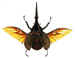 dynastes_large