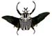goliathus