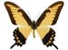 lycophron
