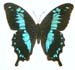 oribasus