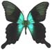 peranthus